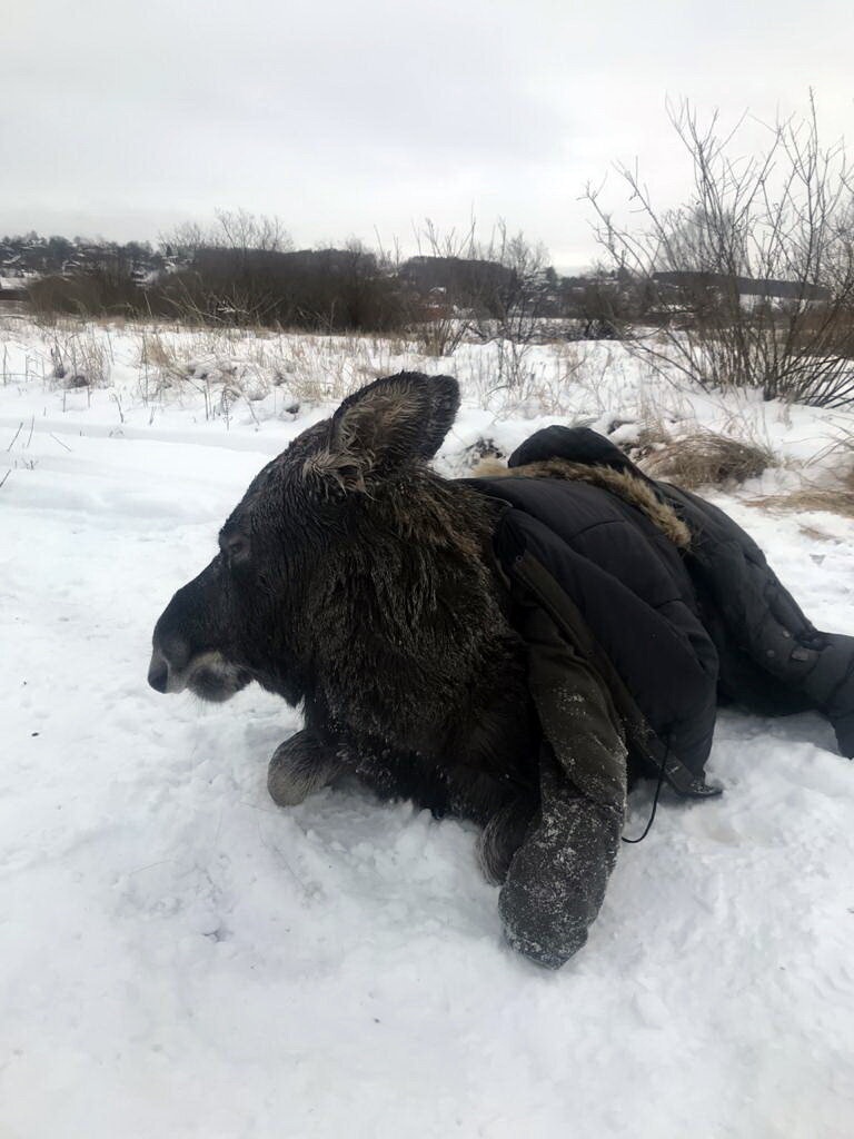 Спасти лося. Лось в Самарской области. Спасение лося из проруби.