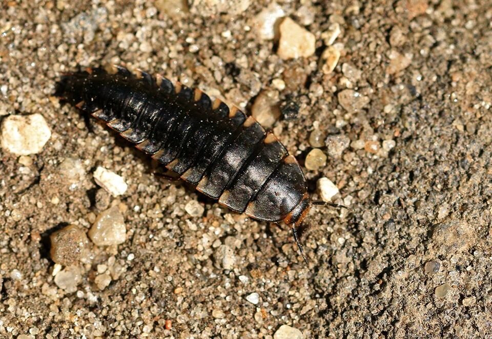 Tenebrio molitor мучной хрущак. мучной хрущак личинка. личинка черного жука. Tenebrio molitor мучной хрущак. малый мучной хрущак.