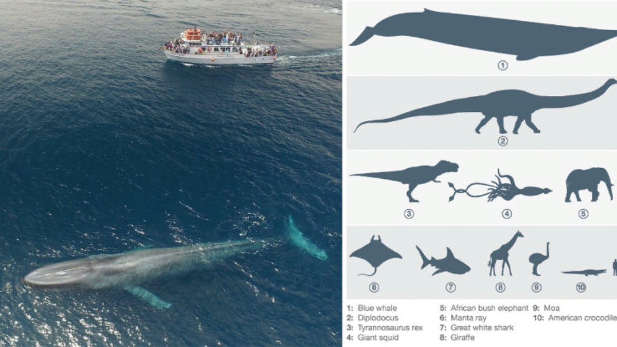 Синий кит (длина 33 м). Синий кит Размеры в сравнении. Синий кит в сравнении с человеком. Синий кит Размеры и вес максимально.