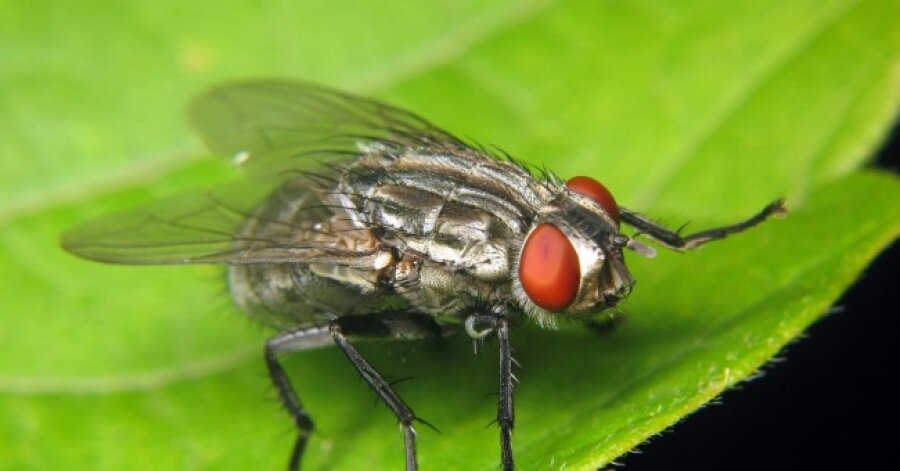  Drosophila melanogaster