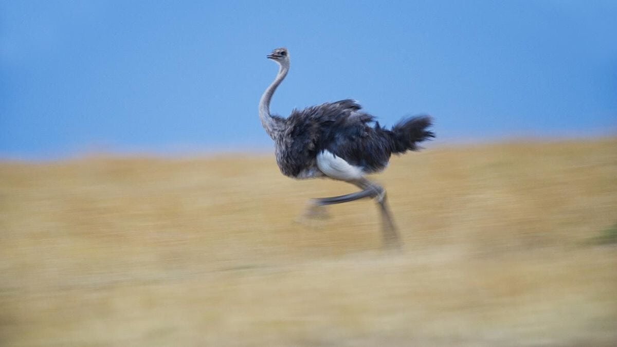 Страус эму бежит. Африканский страус. Бегающие птицы. Пустынный страус. Птица сильные ноги