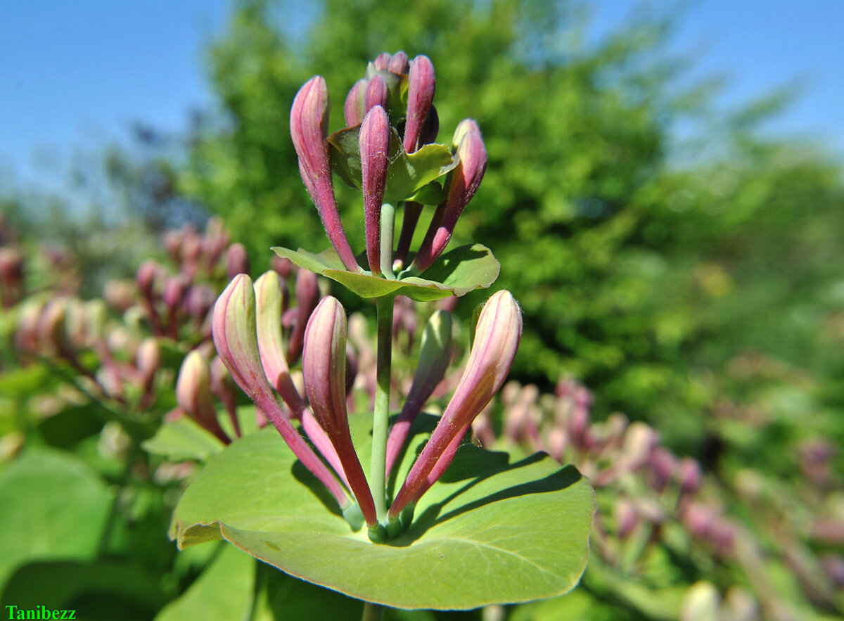 Lonicera henryi жимолость Генри