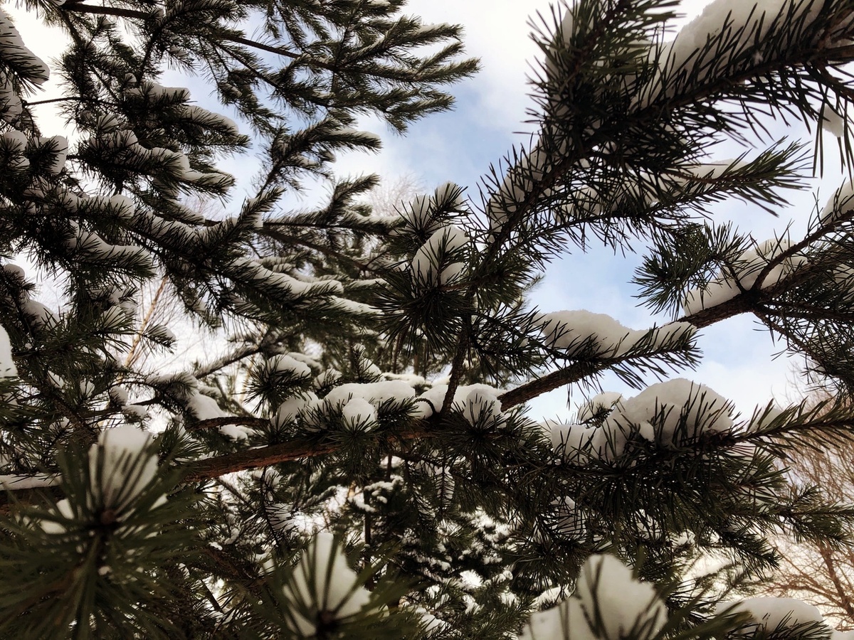 Благодаря изобилию полезных веществ в составе хвои средства незаменимы при ОРЗ и бронхитах. Людям с патологиями желчного пузыря полезно включать в свой рацион отвары из хвои. Сейчас сырье сосны применяют при терапии разных заболеваний, чаще всего с ее помощью пытаются вылечить простуду, кашель, гастриты, язву.