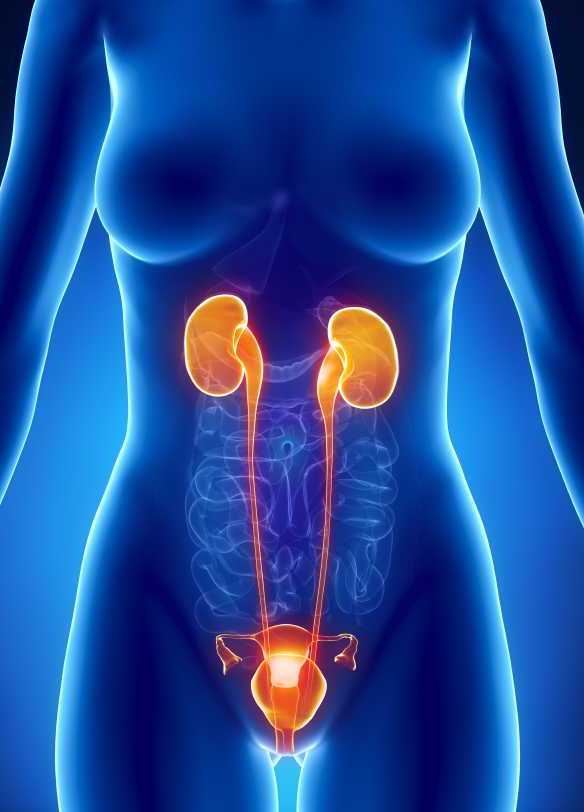 Инфекция мочевых путей у женщин 