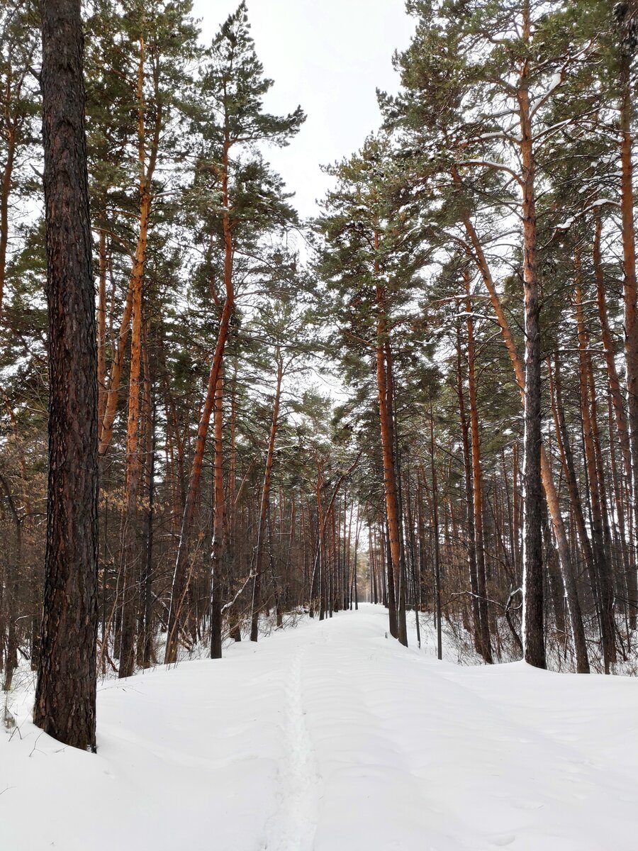 А я по шпалам, иду по шпалам ... Полотно детской железной дороги летом, сугроб зимой :)