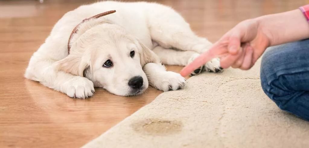 Меняем ковры на пелёнки!
