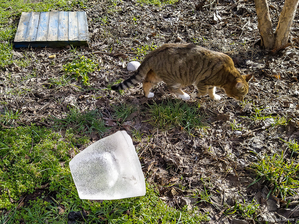 Как наши кошки ходили смотреть на лёд
