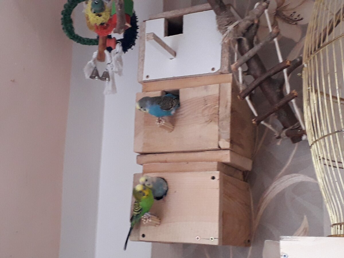 Волнистые попугаи гнездятся 