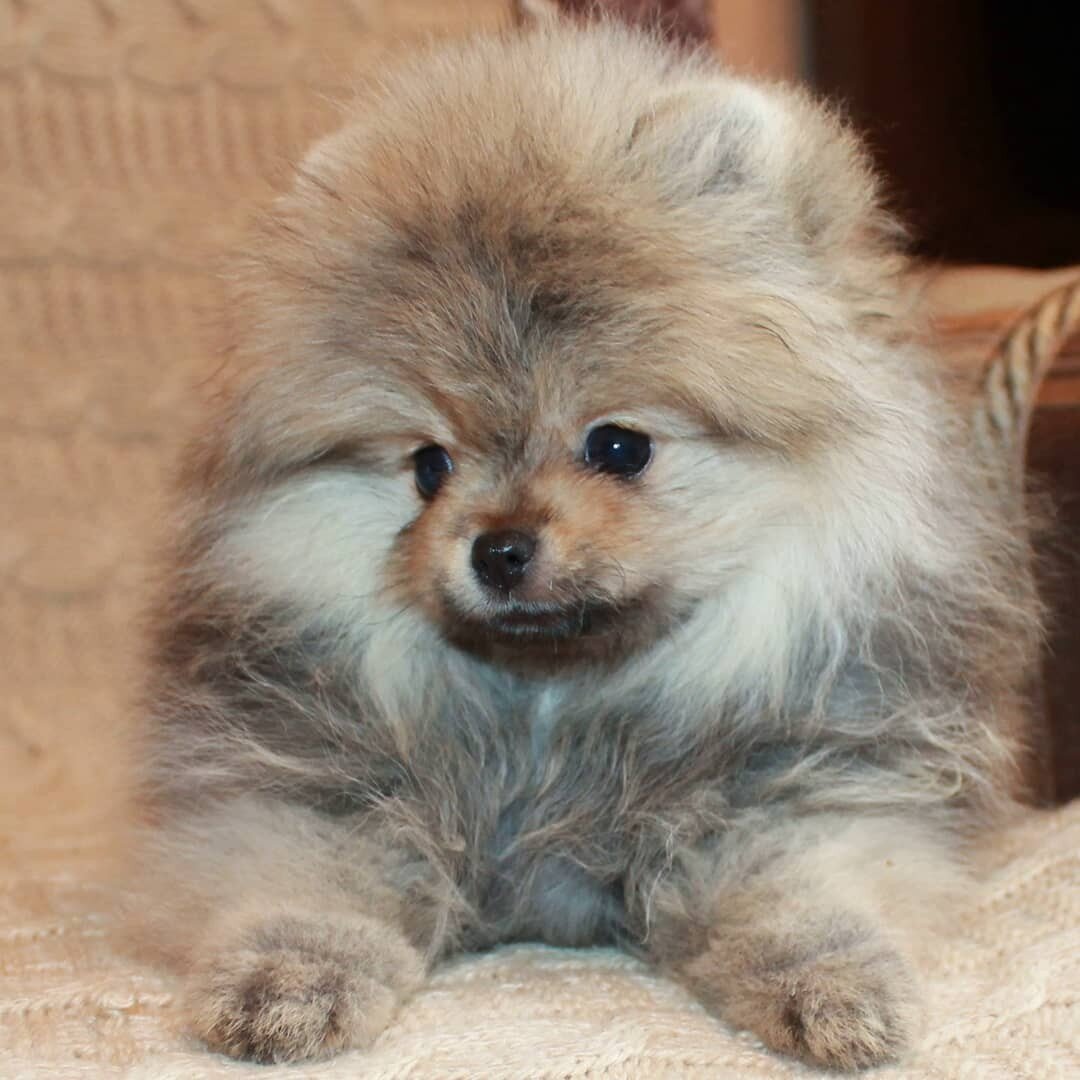 Немецкий шпиц Кузя.