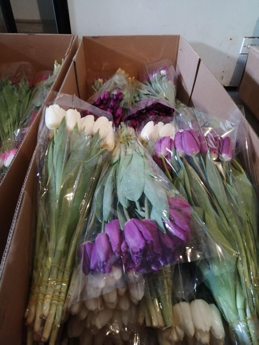 Белые и фиолетовые тюльпаны