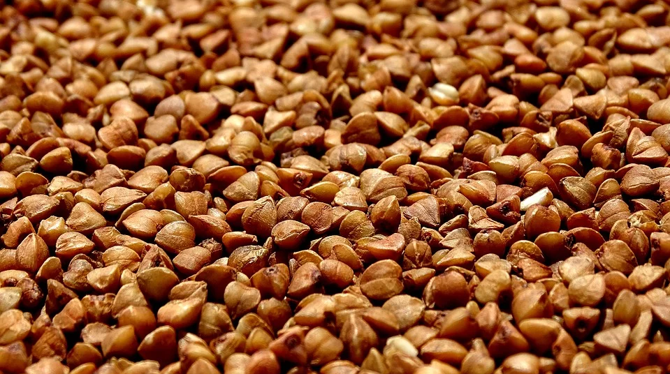 После обжарки и удаления специальной верхней оболочки - лузги - гречка выглядит так