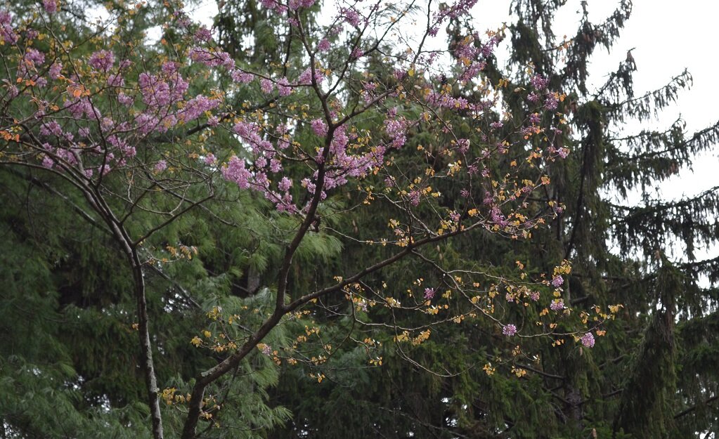 Розовое дерево в сочи. Сочи цветет церцис. Цветение акации в Сочи. Алыча цветет Сочи. Дендрарий Сочи-цветет Магнолия.