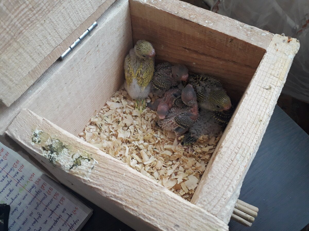 Гнездо для волнистых попугаев своими руками