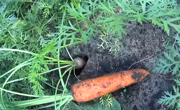 Можно ли садить морковь после моркови. Что посадить после морковки.