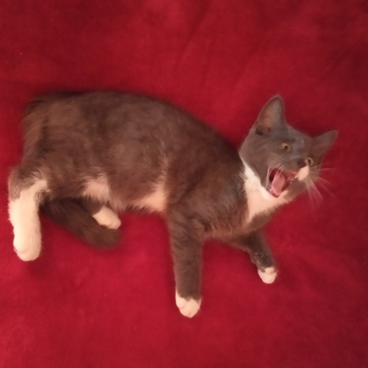  Это мой любимый котик мяукает 