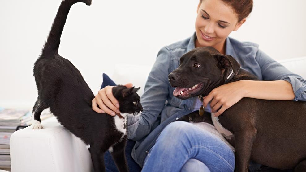 Кошки распознают человеческие намерения и эмоции, как и собаки