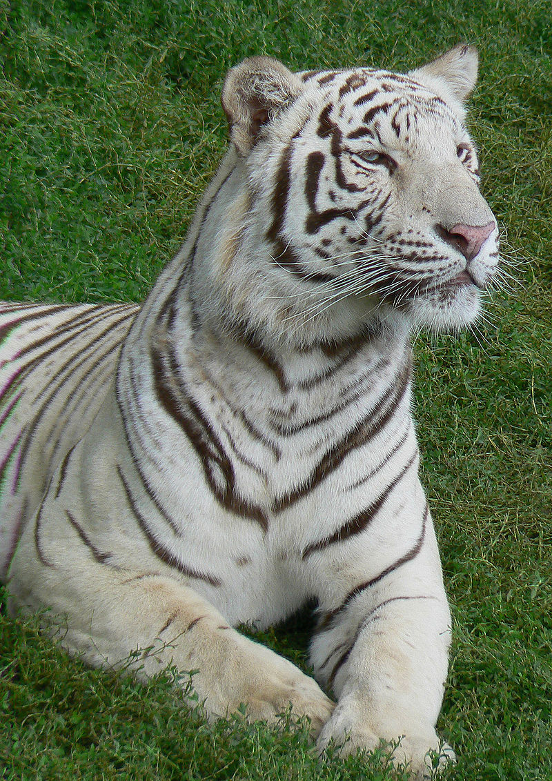Живут белые тигры. Бенгальский тигр. Амурский тигр белый. Бенгальский тигр альбинос. Амурский тигр альбинос.