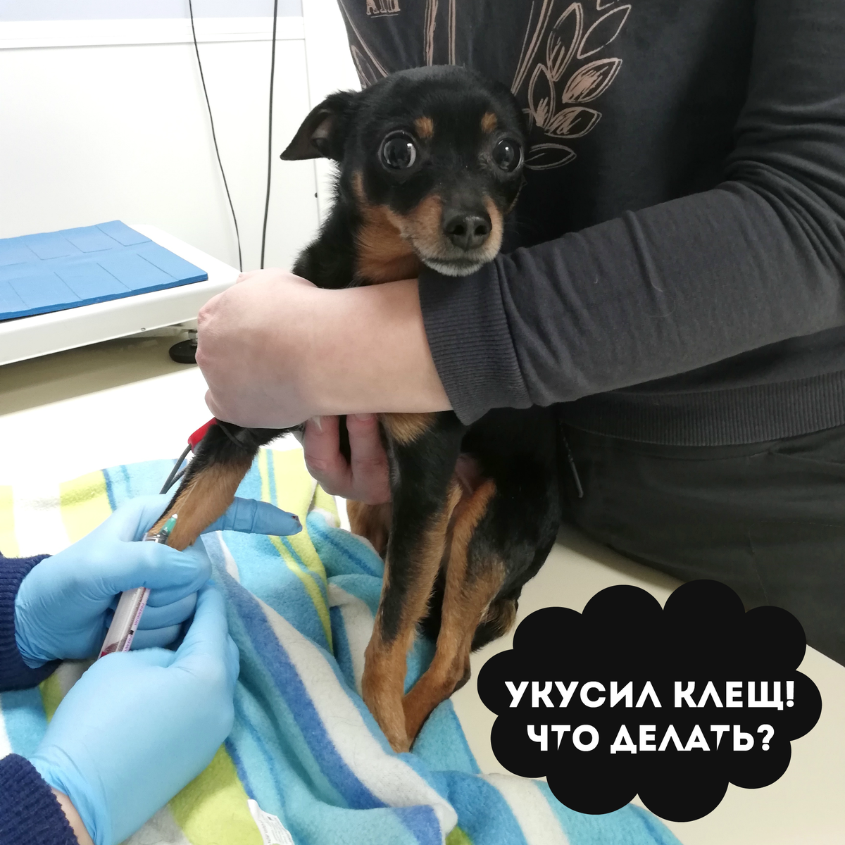 Ричард привез нам клеща с дачи