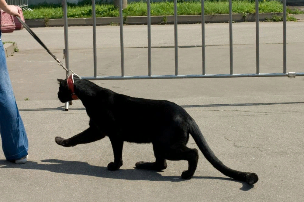 Кошка хочет гулять. Поводок для кота. Черная кошка на поводке. Коты на поводке. Кота тянут на поводке.
