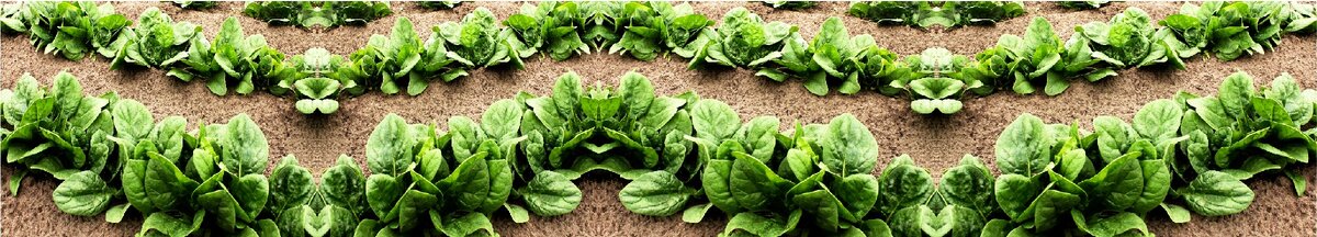 Шпинат на грядке