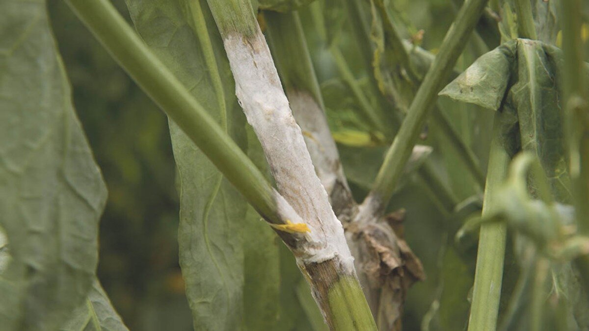 Болезни сортом. Sclerotinia sclerotiorum рапса. Белая гниль (склеротиниоз). Склеротиниоз рапса. Белая гниль рапса.