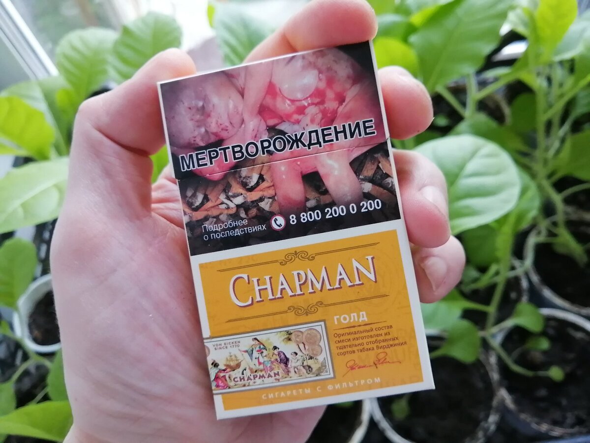 Сфотографировал вам пачку на фоне своей табачной рассады