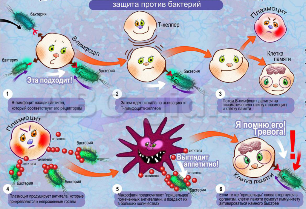 ВОТ такая сложная и слаженная работа у нашего Иммунитета.
Картинка из открытых источников Интернета. 