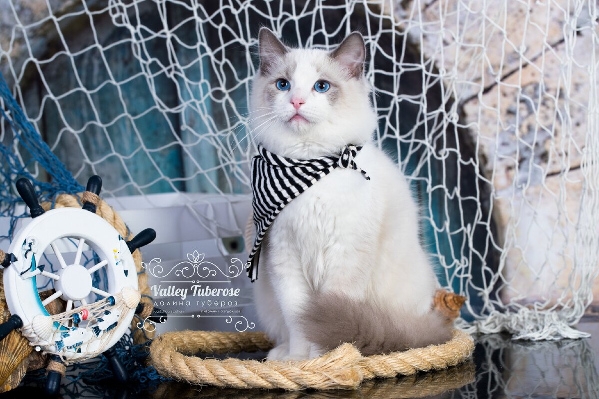 "Я капитан Грант! Мне до ближайшего порта бы только добраться!.."   ( котик рэгдолл Grant Valley Tuberose)