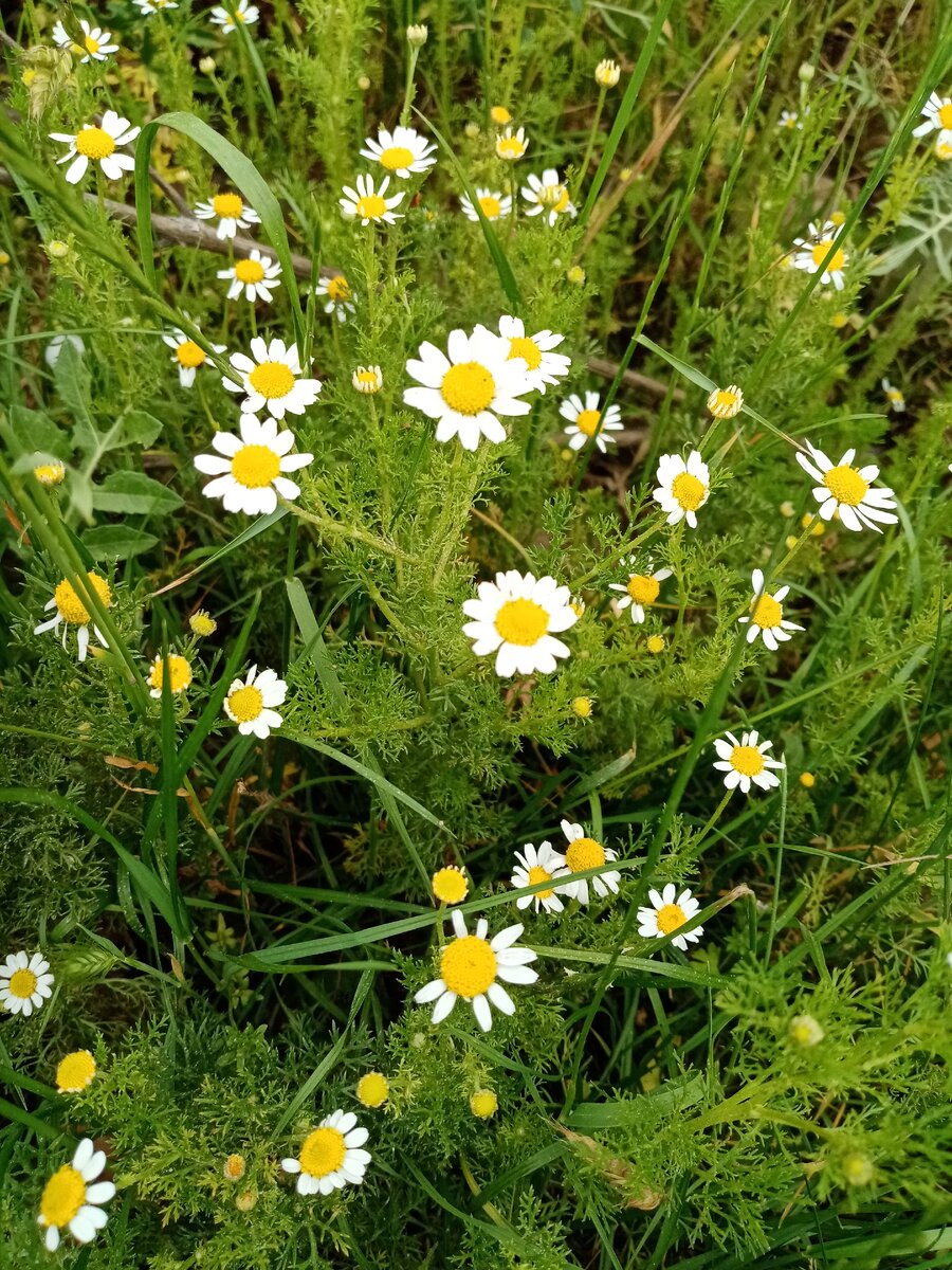 Как же я все таки обожаю полевые ромашки, особенно когда их много и они похожи на желто-бело-зеленый ковер, а это мои любимые цвета, ещё 🙂 бирюзовый люблю