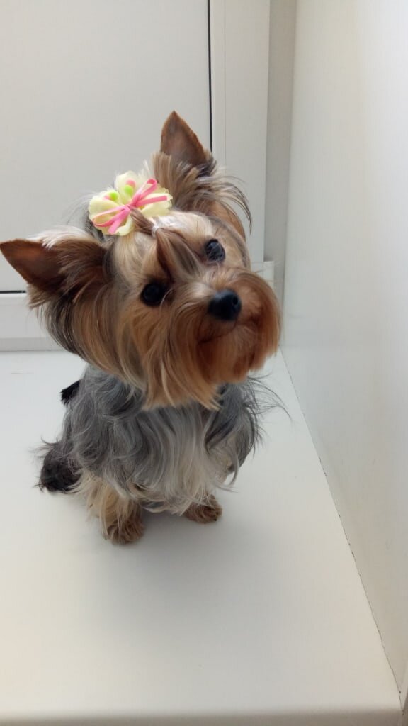 Йоркширский терьер