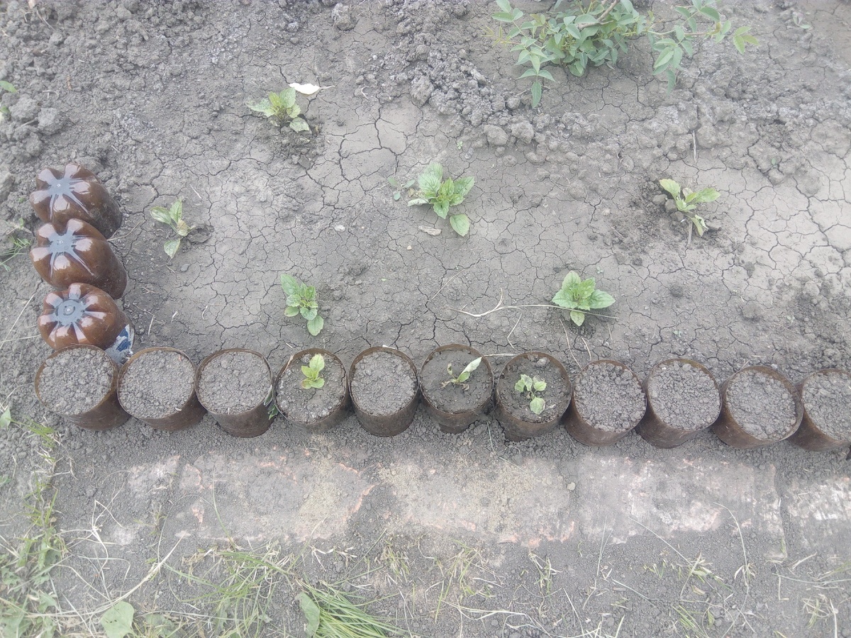 Будем надеяться, что все получится