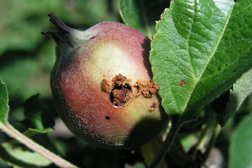 Яблоня начала завязывать плоды: что сделать сейчас, чтобы завязи не осыпались, а урожай был больше?