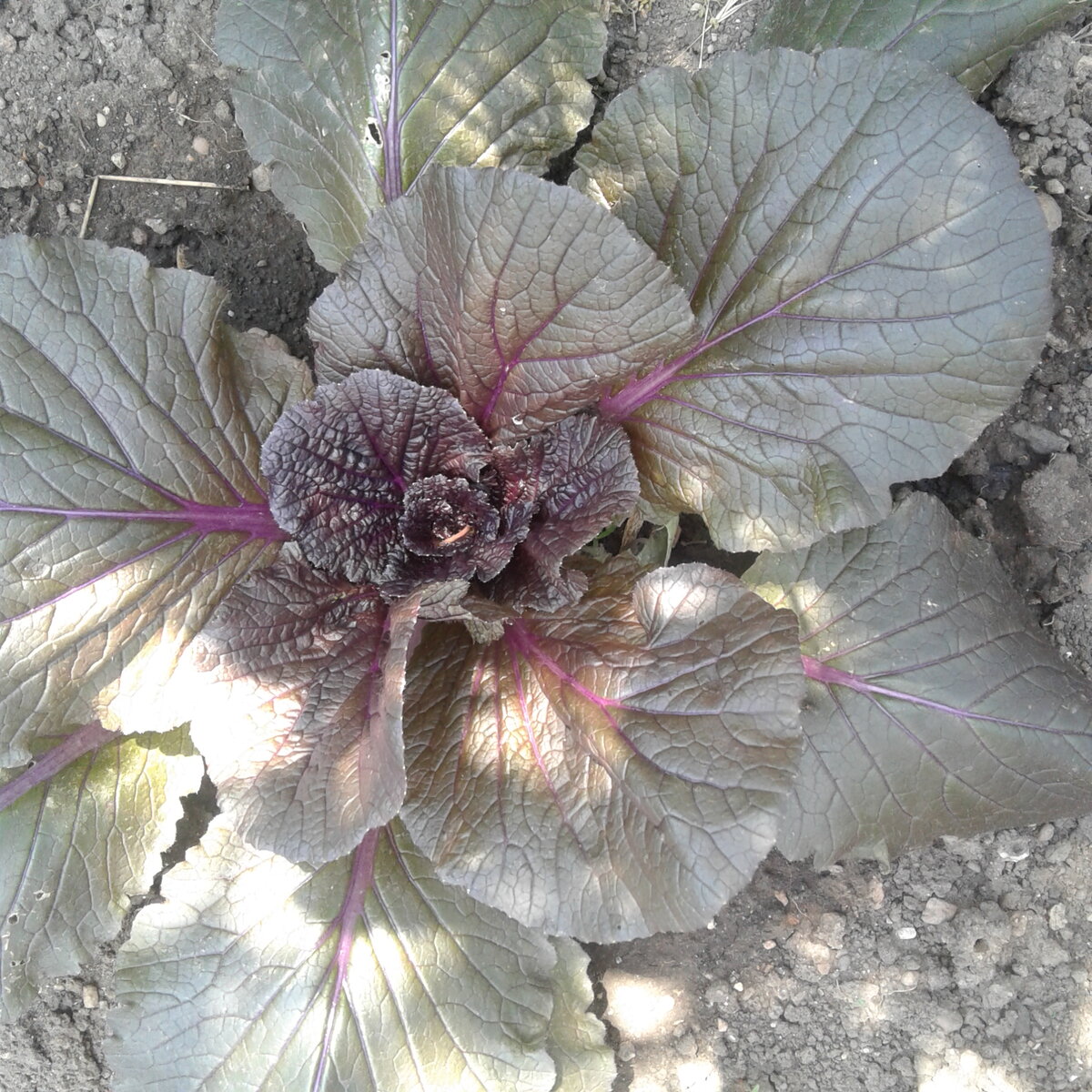 У меня получилось вырастить понравившийся сорт