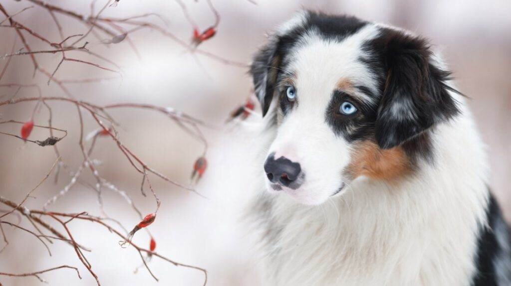 Добрая собака во сне предвещает простые роды и легкую беременность. Если животное больное, стоит обратиться к врачу и пройти дополнительные обследования. Дохлая собака символизирует возможные проблемы со здоровьем, которые удастся предотвратить, если вовремя обратиться к врачу.