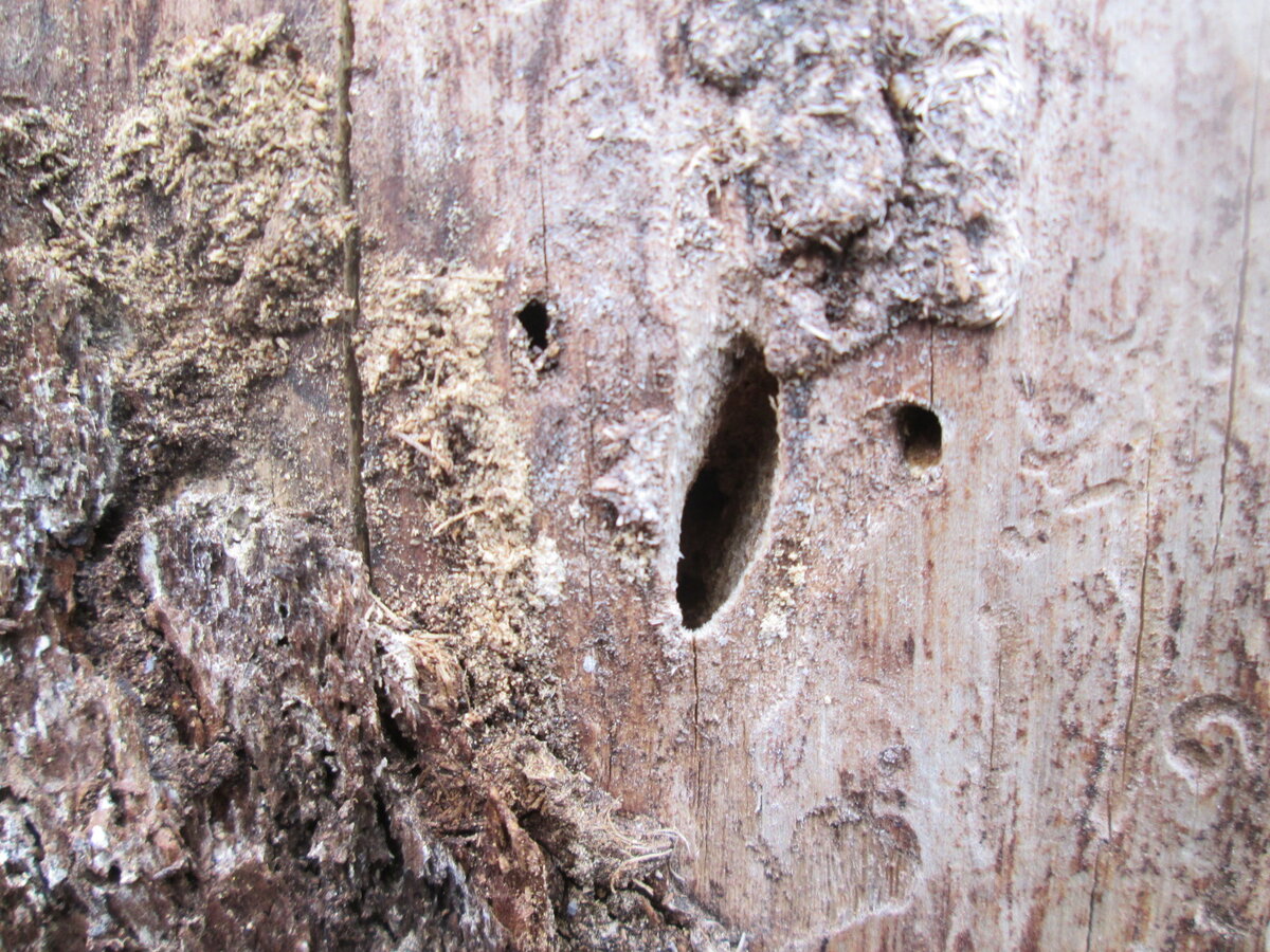 В эти щелях селятся жуки и грибки вредители!