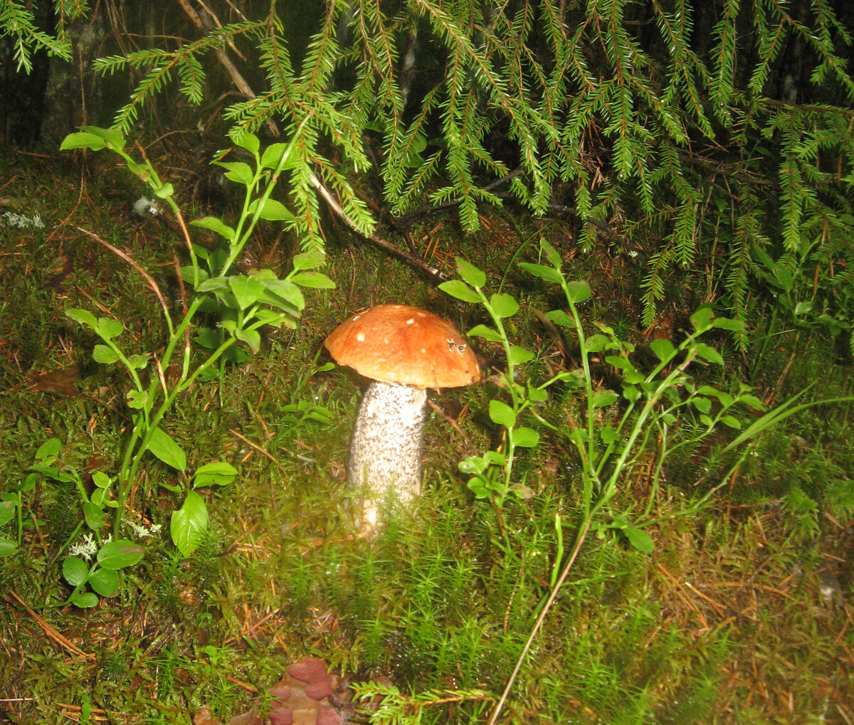 Это как раз тот случай, из года в год нахожу его на одном и том же месте