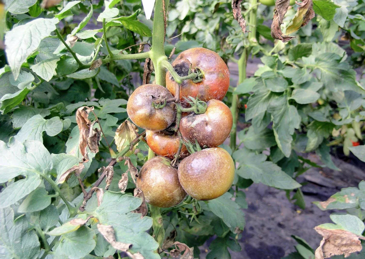 Помидорный фитофтороз. Взято из свободных источников.