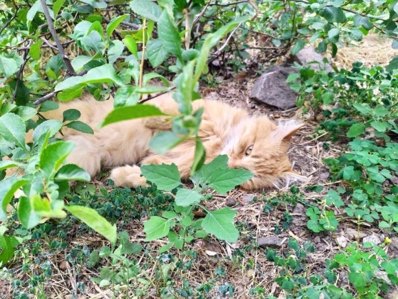 Кот