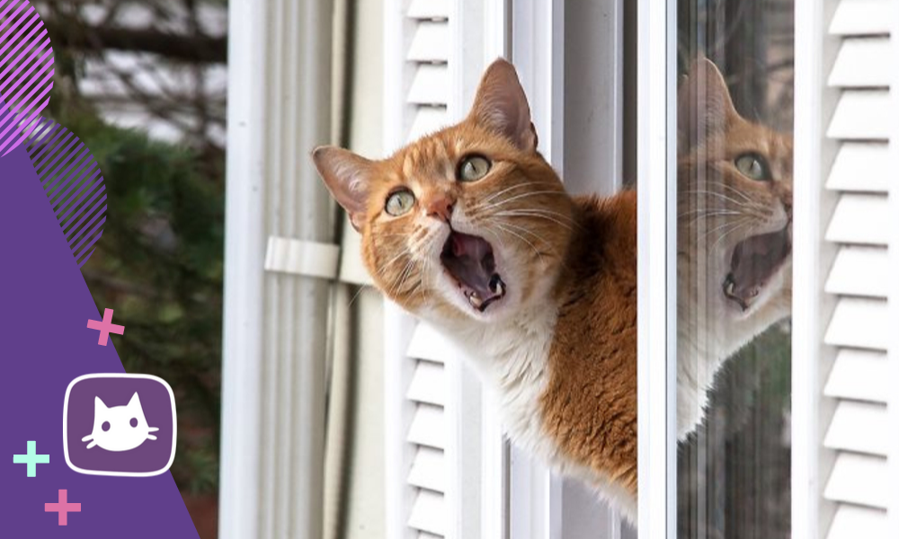 Я выглянул из окна и увидел. Котик у окна. Выглядывает в окно. Окна ПВХ С котом. Кот и жалюзи.