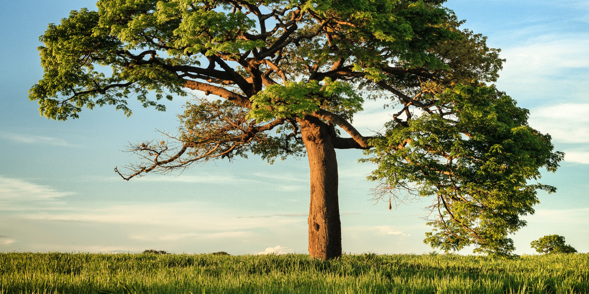 Природа, фото с https://unsplash.com