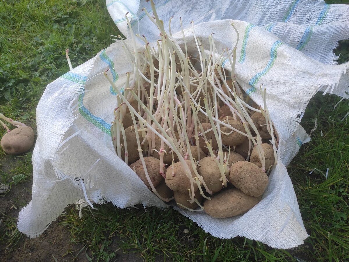 Выращивание картофеля домашних условиях. Посадка картошки в мешках. Картошка растет без земли. Картошка растет в мешках. Выращивание картофеля в мешках.