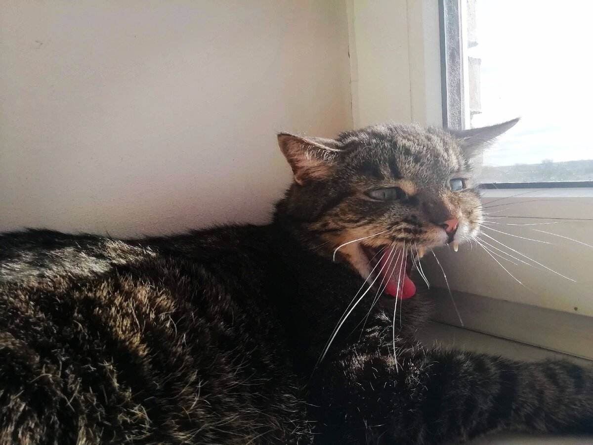 Дамы, Феликс готов за вас не только постоять, но и полежать и поорать