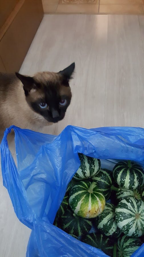 Фото автора Алесад. Картина осенняя-"Опять тыква"