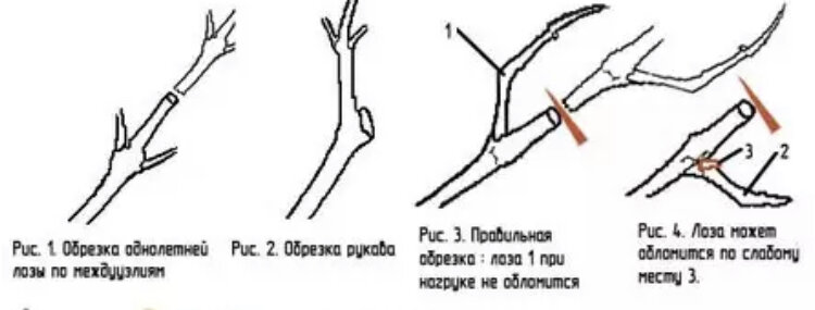 Как и когда правильно обрезать виноград