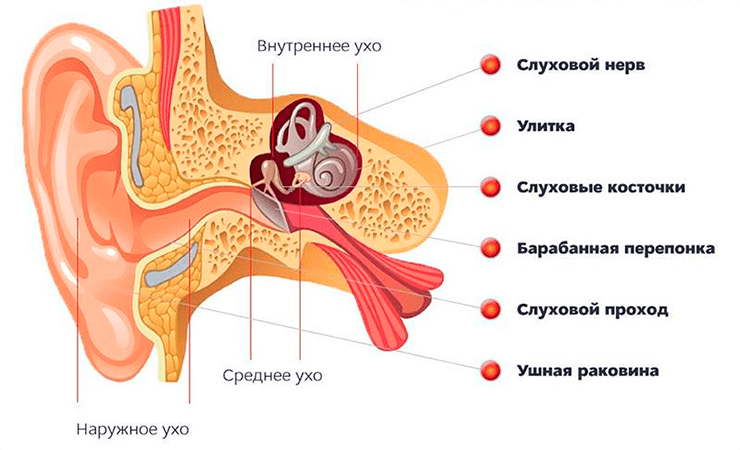 Основные отделы уха: наружное, среднее и внутреннее