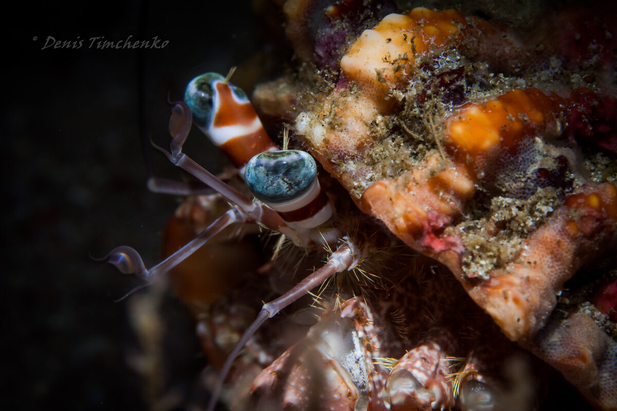 Фото: Денис Тимченко