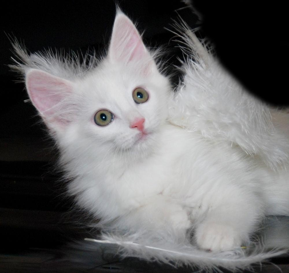 Самые красивые породы кошек: Ангорская кошка (турецкая ангора): все самое  интересное о породе | Маленькая Жизнь на планете Земля | Дзен