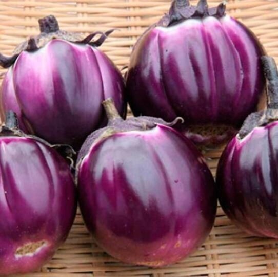 сорт Гелиос