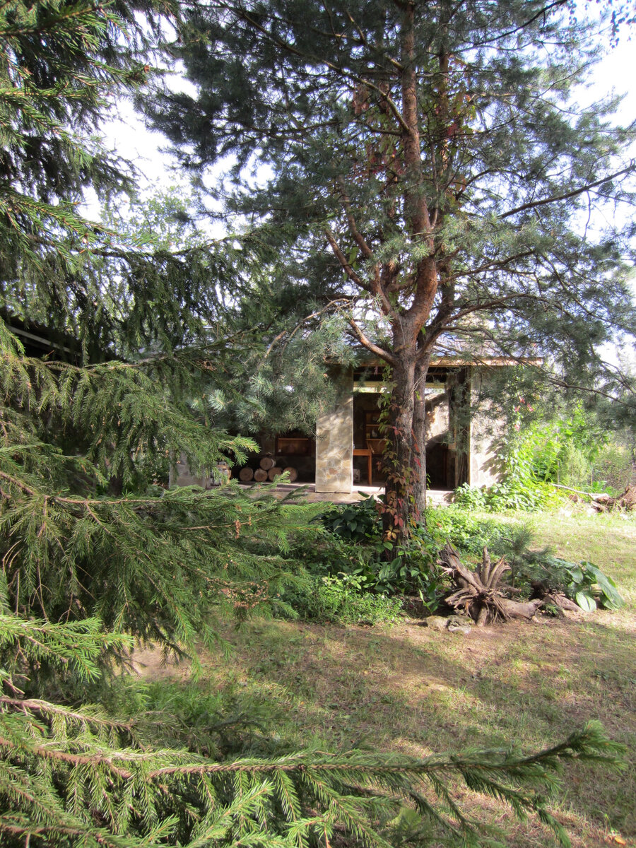 Вот эта ёлка, её лапы попали в кадр на первом плане слева