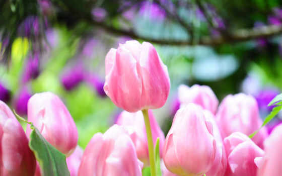 Картинки из интернета